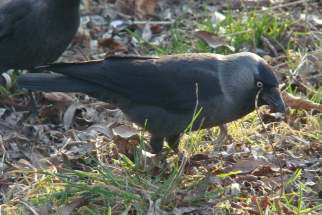 Corvus monedula - Dohle